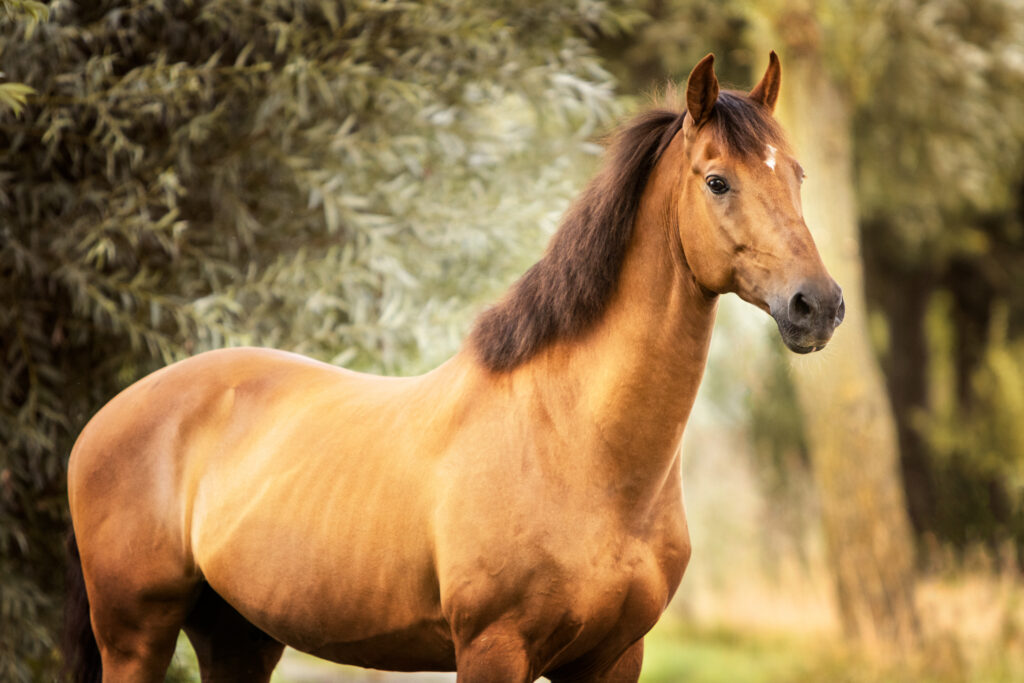paard 1